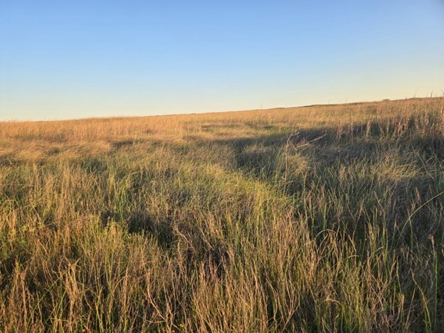 Grass field A field of green and brown salt marsh grasses blowing in the wind under a blue sky.