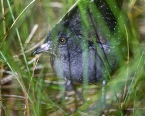 Black rail A close view of a small predominantly dark gray bird with white spots behind strands of green grass.