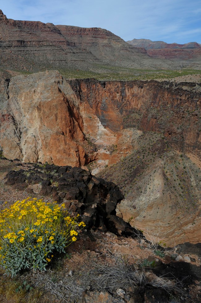 canyon and flowers