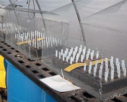 Series of labeled plant pots within the greenhouse.