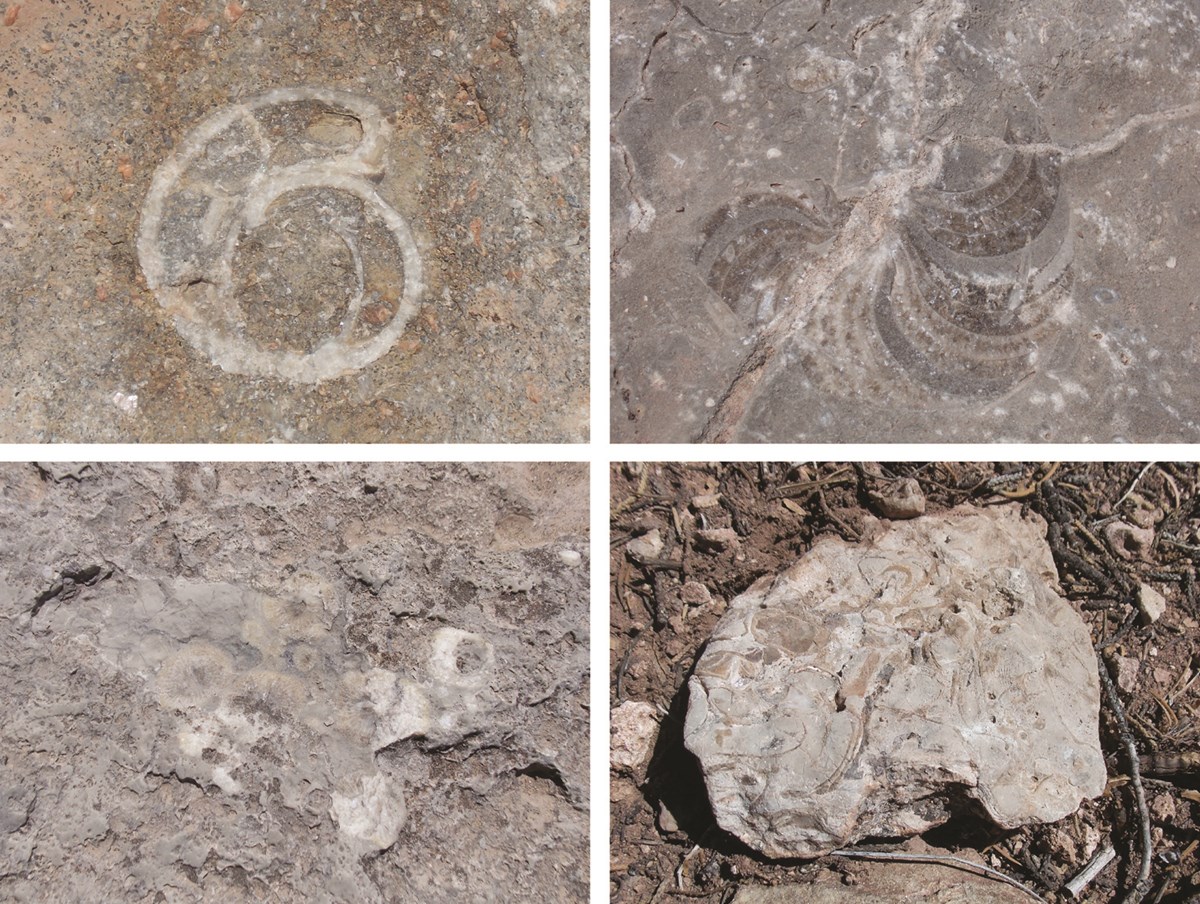 four photos of small fossils in a block rock