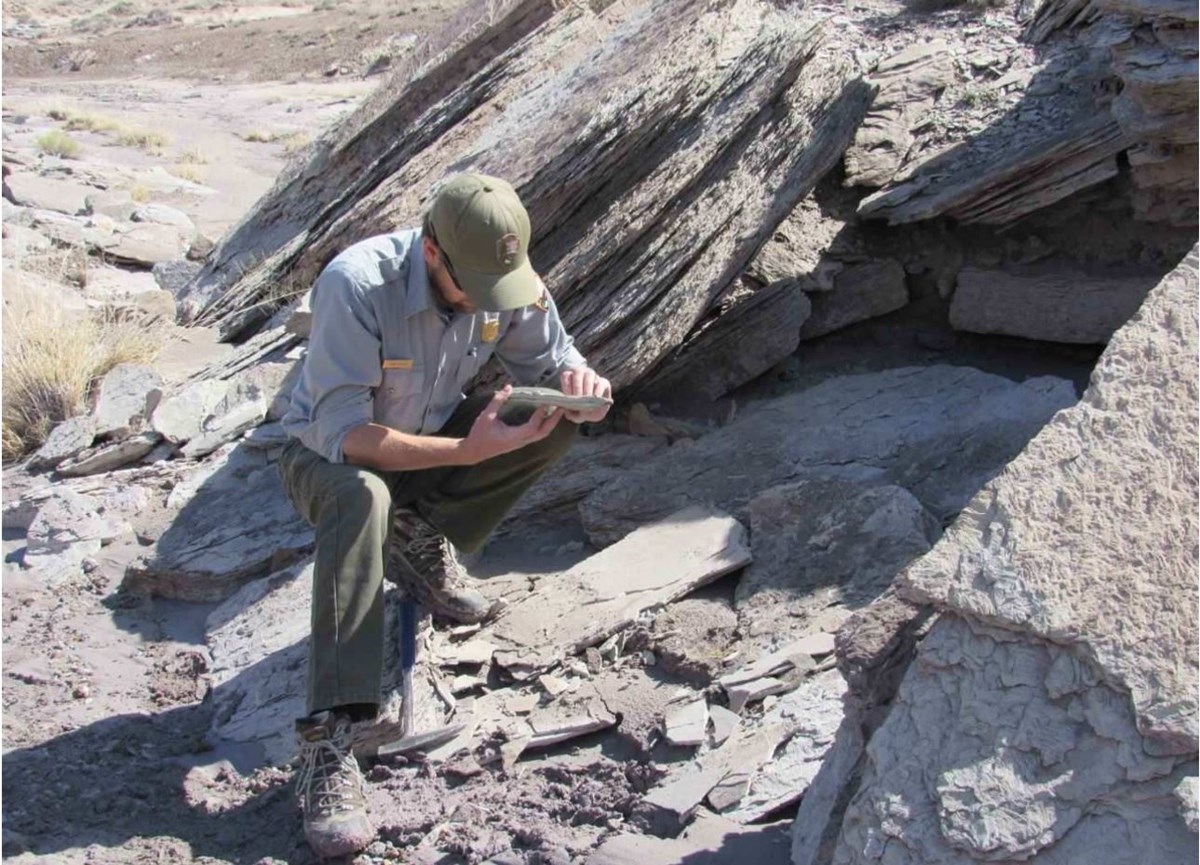 Ranger paleontologist studying a fossil