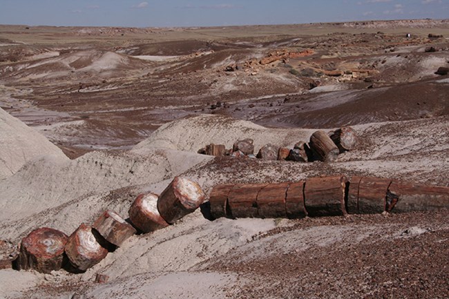 Petrified wood exposed on the surface