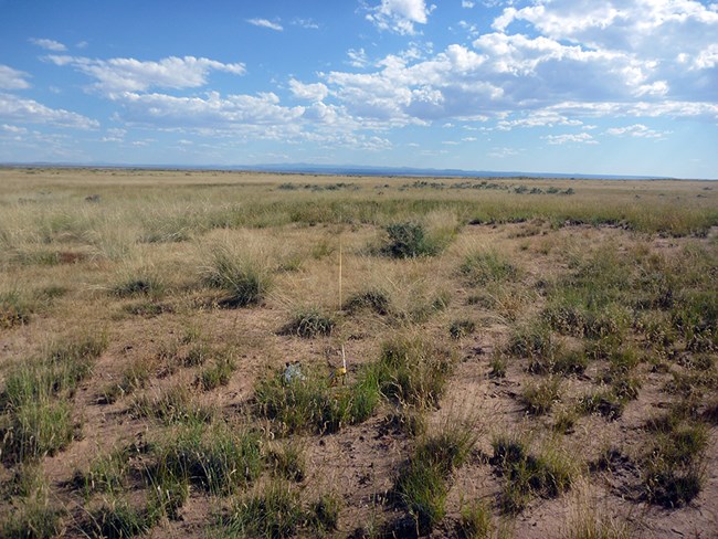 : Expansive grassland with bare ground visible under a blue sky with scattered clouds.