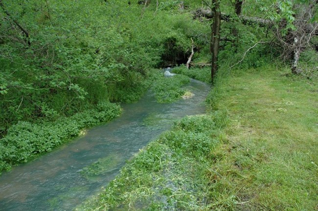 Winton Spring branch at Pea Ridge National Military Park