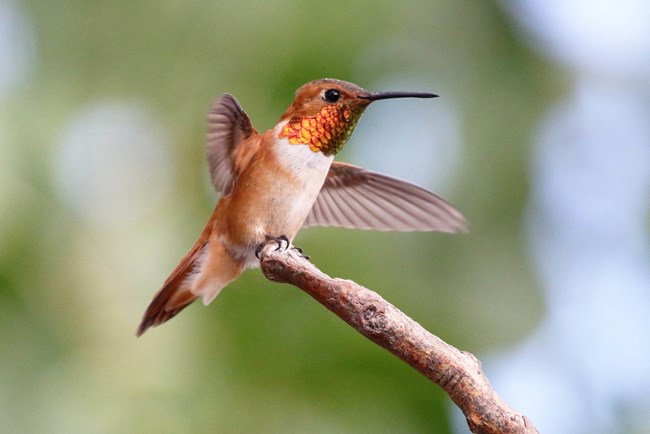 PETRIFIED FOREST NATIONAL PARK - Andy Bridges A brightly colored hummingbird takes off from a branch.