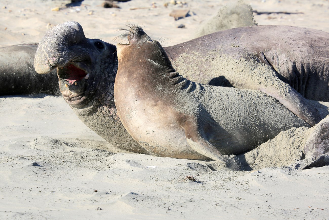 El Niño Shaping 2018-2019 Elephant Seal Breeding Season (. National Park  Service)