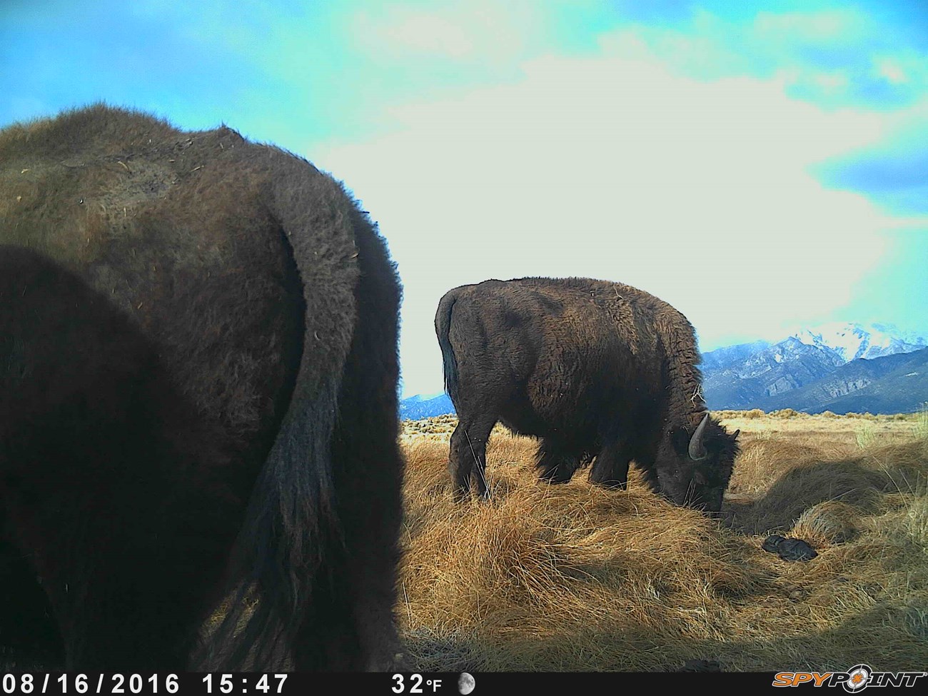 a wildlife camera capture of the hind quarters of one bison in the foreground and another bison in the background