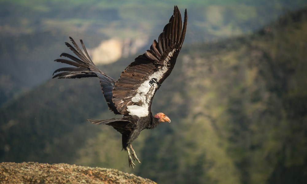 Large bird taking flight from rock