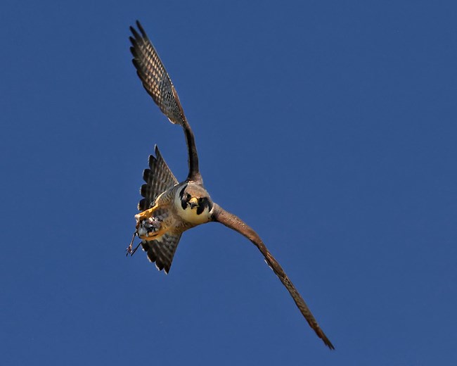 A brown and white large peregrine falcon with a fanned out tail and black cheek markings soars through the blue skies carrying a small bird in its talons.