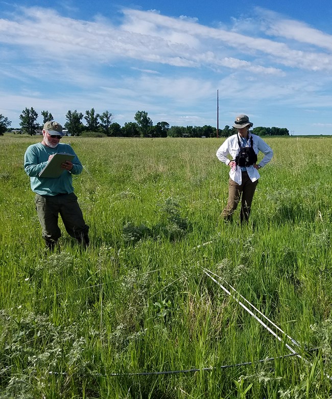 Prairie plant monitoring Two people standing in the prairie near a measuring tape looking at plants and one is recording information on a clipboard.