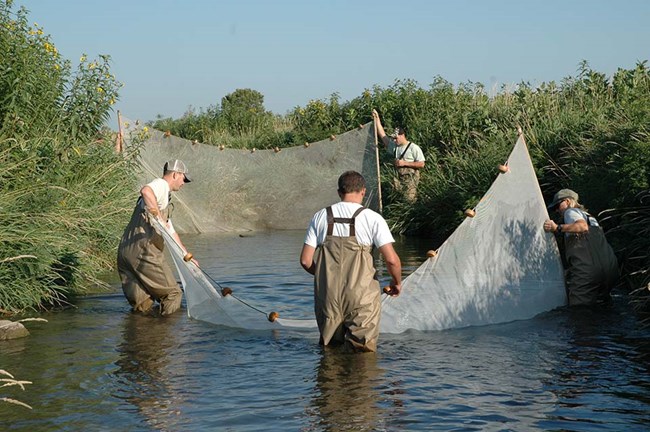Seining to collect fish sample at Pipestone National Monument