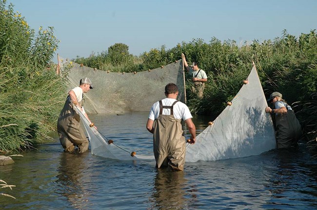 Seining to collect fish sample at Pipestone National Monument Seining to collect fish sample at Pipestone National Monument