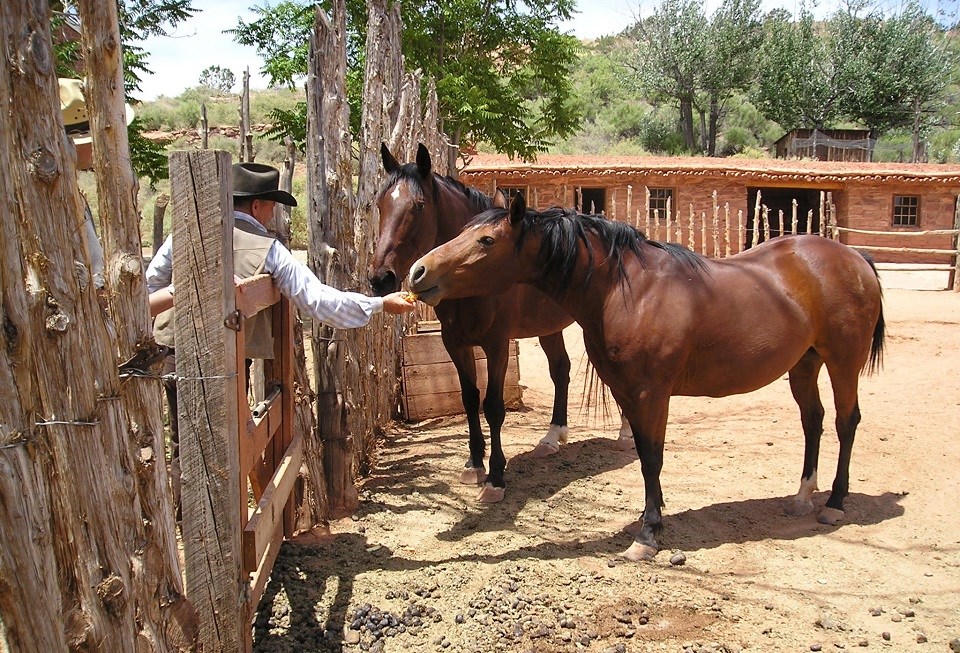 PISP Horses Volunteer feeding two horses