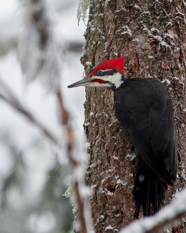 male pileated woodpecker Woodpecker with a black back, red crest, white cheek stripes, and a red mustache, perched vertically on a tree. Photo credit, copyright Frank Lospalluto.