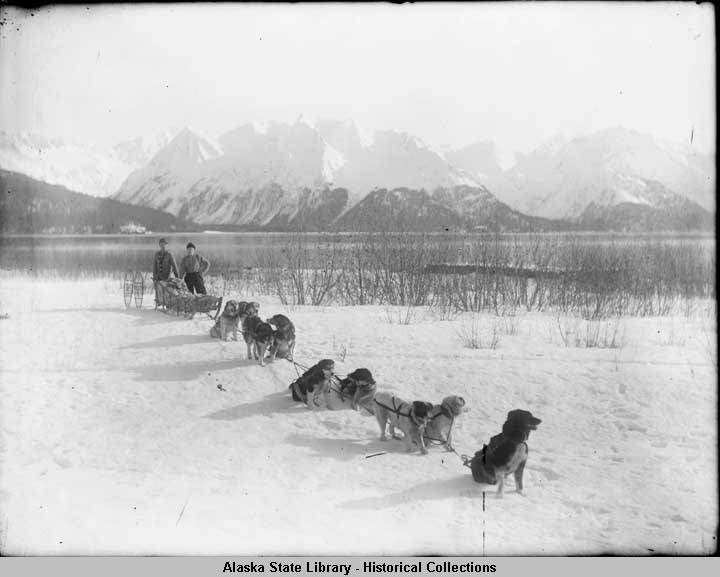 Sled dogs in Alaska