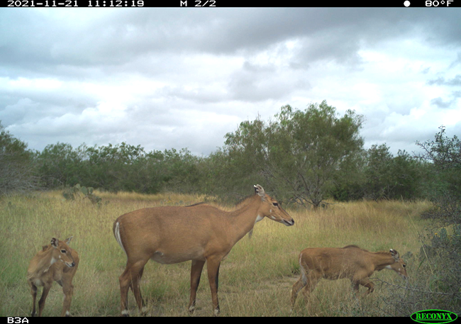 A camera trap photo of a female nilgai and two young nilgai in a grassy field.