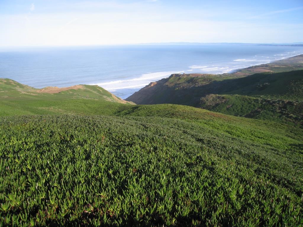 Bluffs covered in iceplant Coastal bluffs covered in a vast, uniform carpet of invasive iceplant.