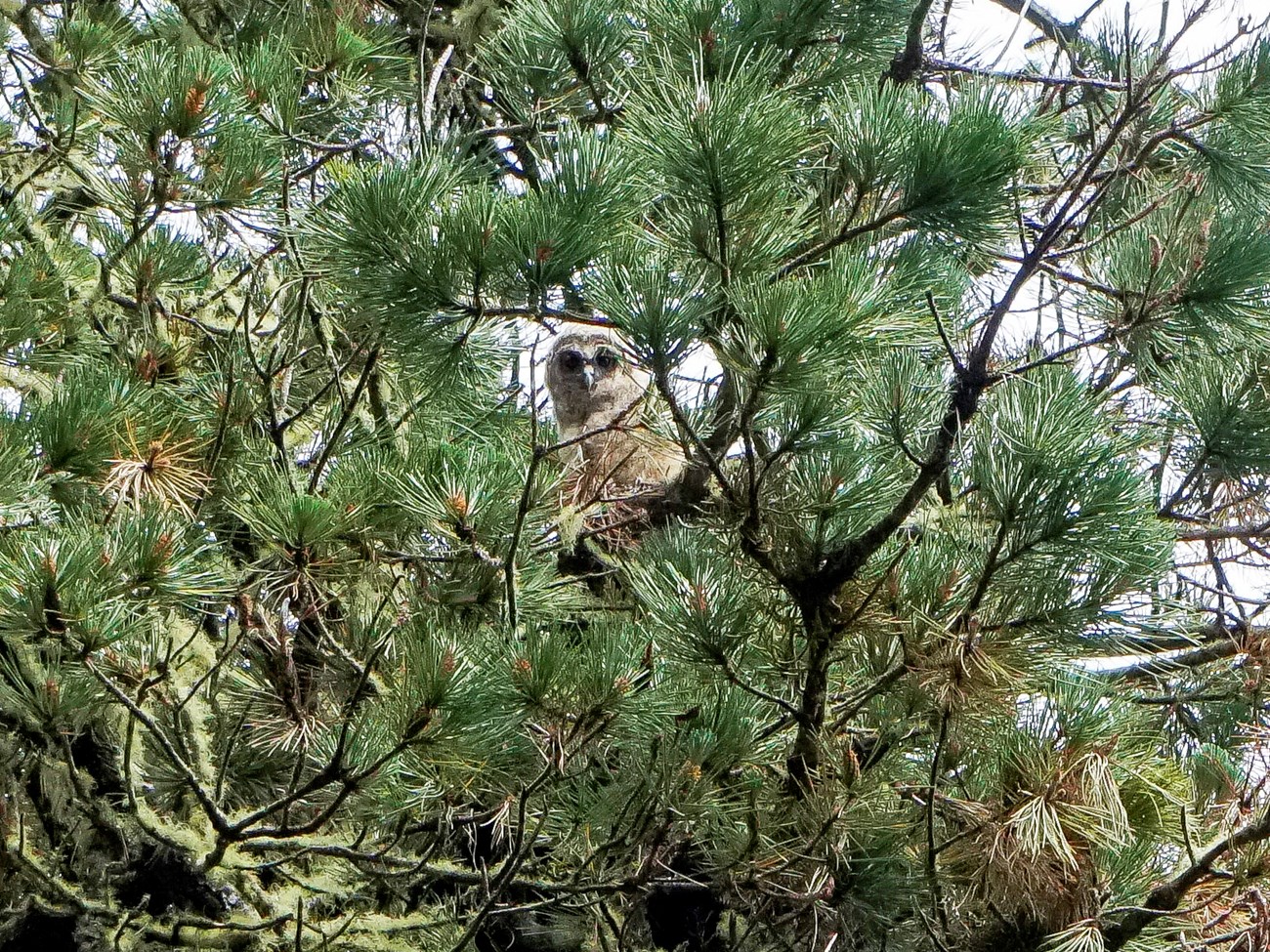 Downy white owl fledgling peering down through a gap in the branches of the pine tree where it is perched