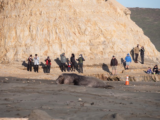 An adult elephant seal is laying on the wet sand of a beach. In the background, tourists are standing in front of a rocky structure taking photos at a safe distance.