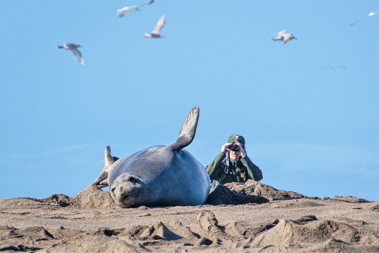 A female seal lays on her belly, while in the background a researcher observes through binoculars.