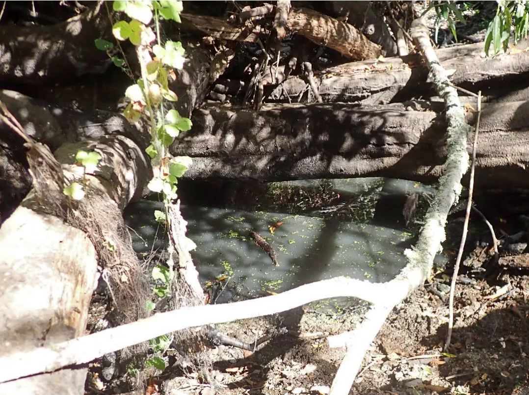 Olema creek pool drying up A bright picture of a small pool of murky green water surrounded by small fallen trees with brown trunks on the forest floor. Vines with green leaves lay on top of the fallen trees.