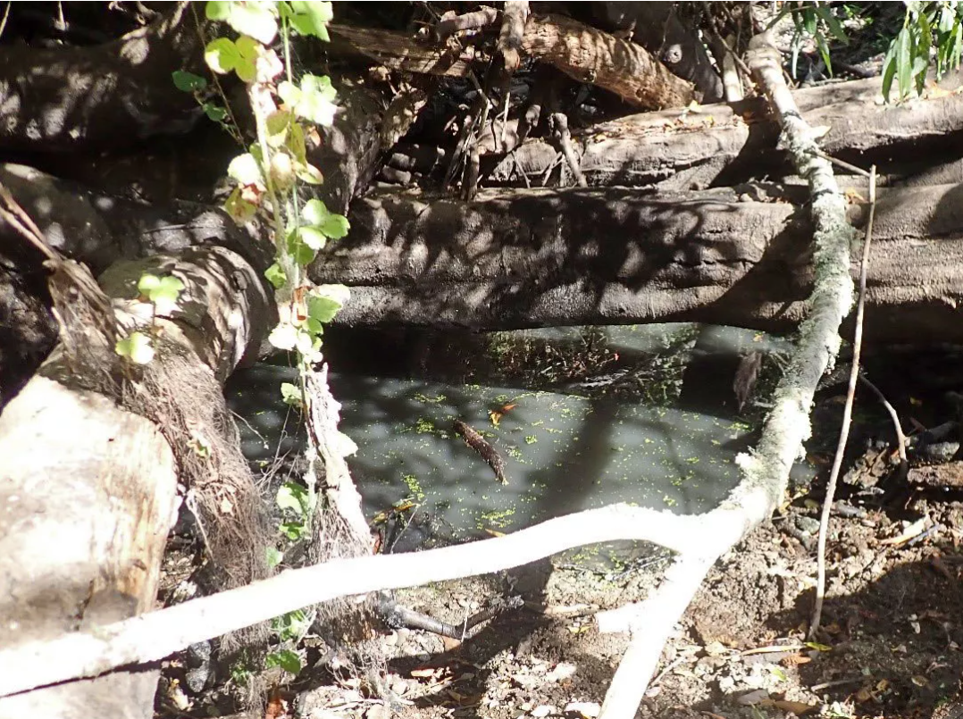 A bright picture of a small pool of murky green water surrounded by small fallen trees with brown trunks on the forest floor. Vines with green leaves lay on top of the fallen trees.