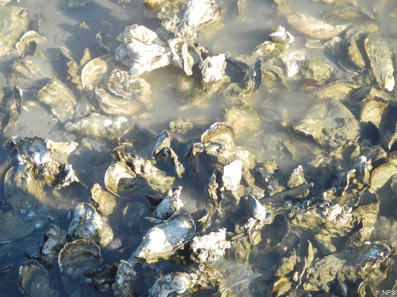oyster bed oyster bed