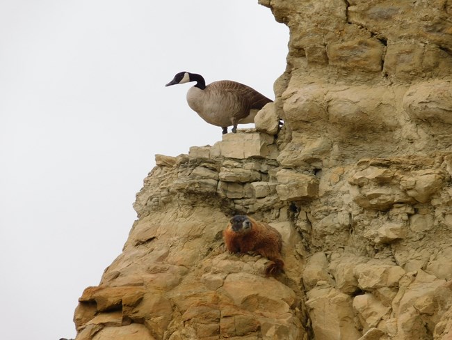 view of rock pillar with goose