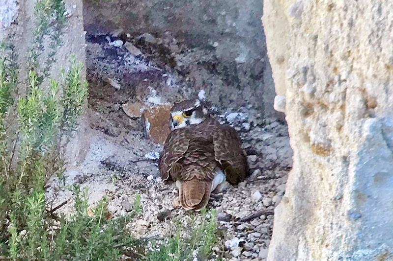 Prairie falcon male sitting on a cliff-side nest