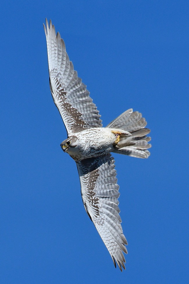 Adult female prairie falcon in flight View of prairie falcon's face and underside as it soars with its wings fully outstretched.