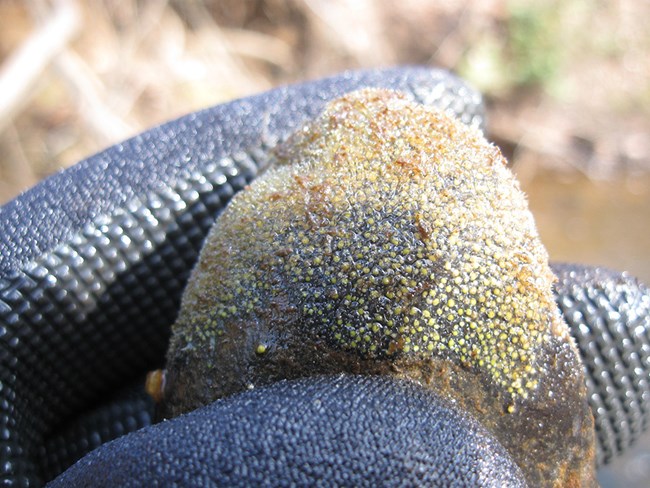 Freshwater sponge gemmules A gray-green freshwater sponge showing round gemmules.