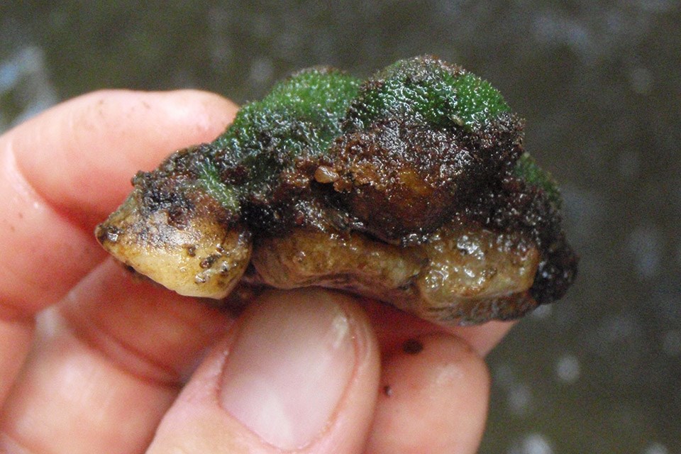 a freshwater sponge attached to a streambed rock.