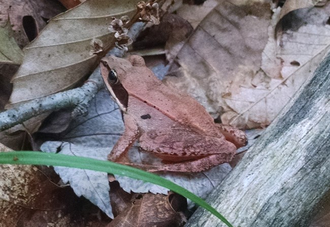 A reddish brown wood frog sits among dry leaves.