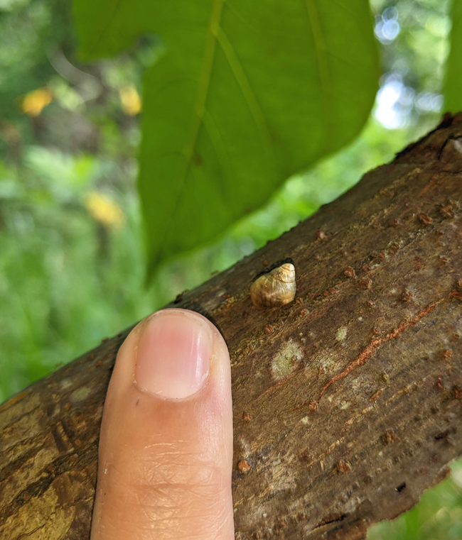 Guam tree snail A tan snail on a branch next to a finger. The snail is smaller than the person's fingernail.