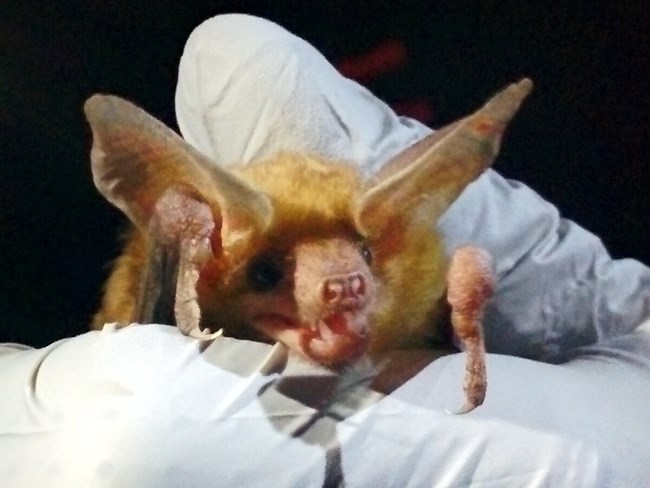 Close-up of a bat's head and face as its body is held in a gloved hand