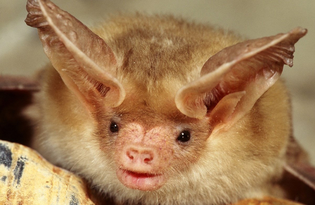 close up of pallid bat's face