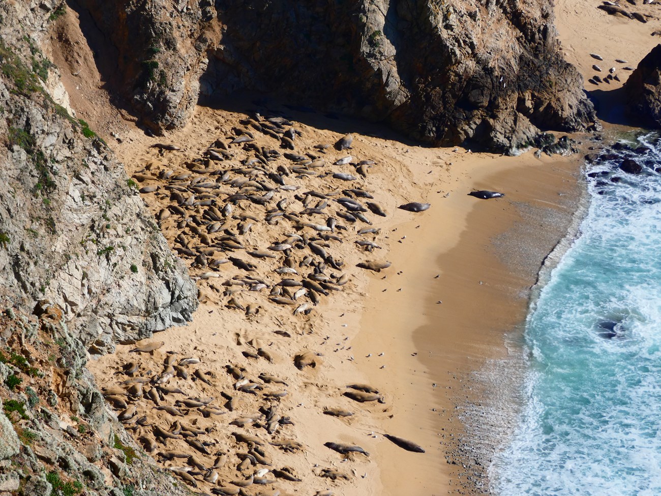 Viewed from above, a sandy cove filled with elephant seals.