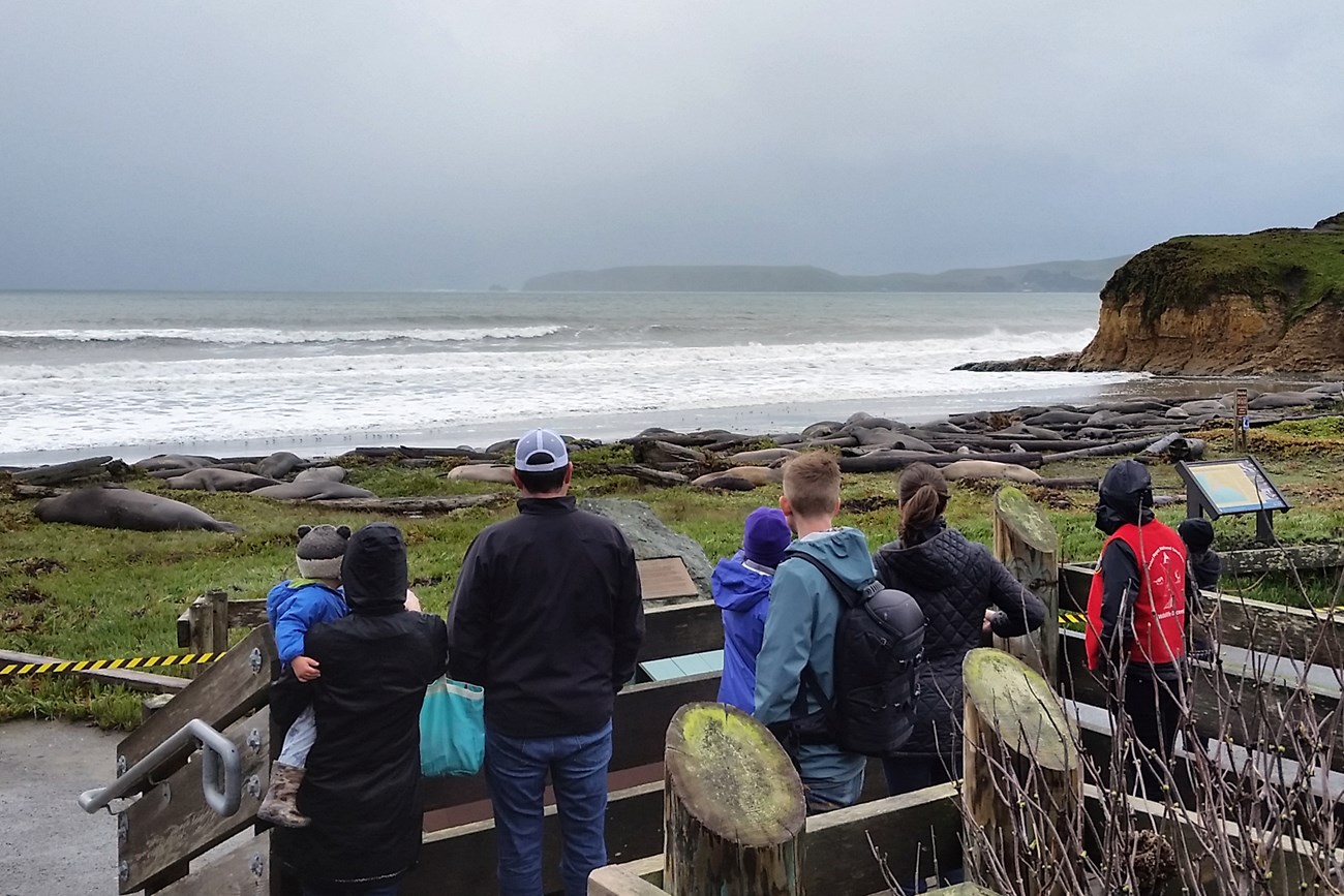 People and seals A group of people stand behind a railing and look on to a beach with many elephant seals.