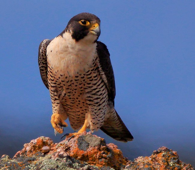 Peregrine Falcon adult 1
