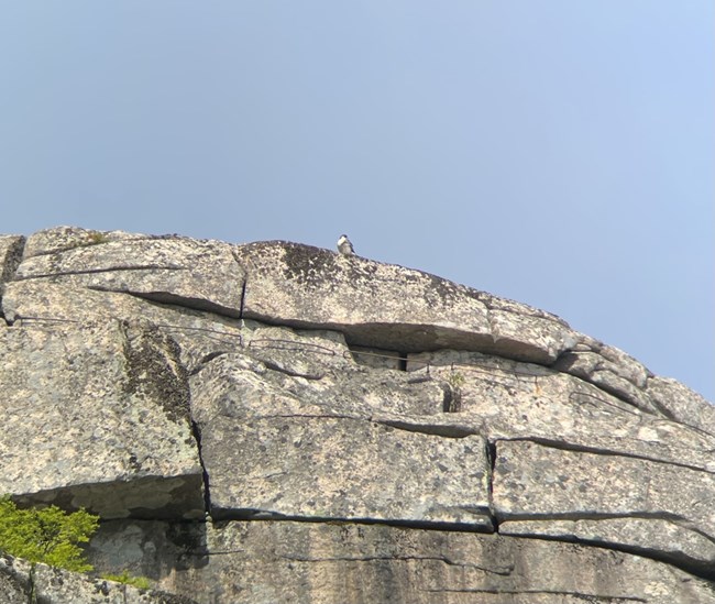 Peregrine Falcon Digi-scope falcon sitting on top of large rock on cliff