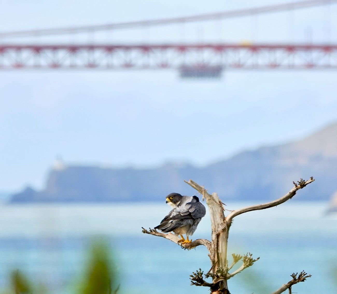 Peregrine falcon with Golden Gate Dark gray and white falcon perched on a branch overlooking the San Francisco Bay and Golden Gate Bridge
