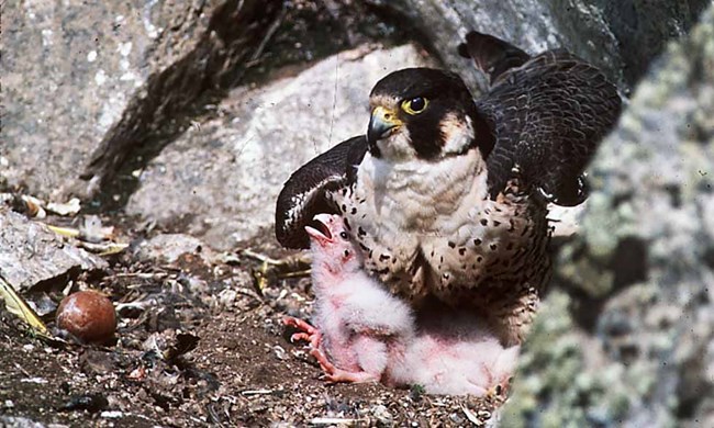 A peregrine falcon on the nest with a chick.