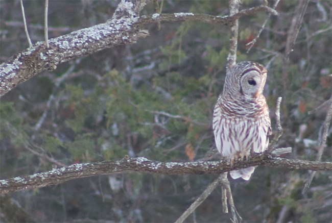 Barred Owl Pea Ridge Barred Owl at Pea Ridge National Military Park