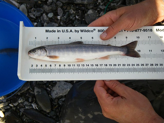 a 10 inch long fish laying out of water, on a plastic ruler