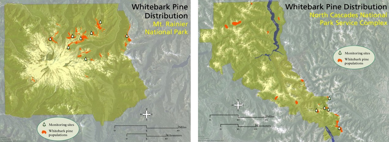 Map of whitebark pine monitoring plot locations in Mount Rainier (left) and North Cascades (right) National Parks.
