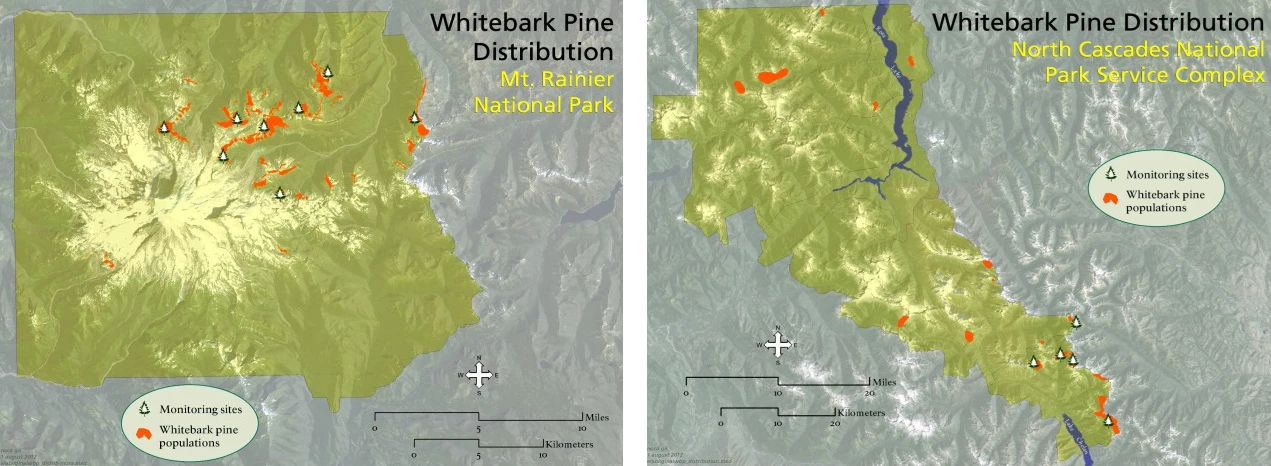 Permanent whitebark pine plot locations Map of whitebark pine monitoring plot locations in Mount Rainier (left) and North Cascades (right) National Parks.