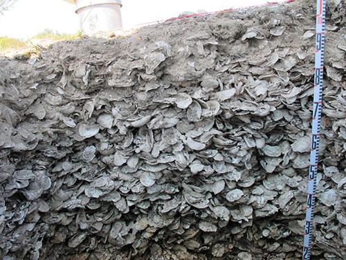 Thick Shell deposits at Cape Lookout National Seashore