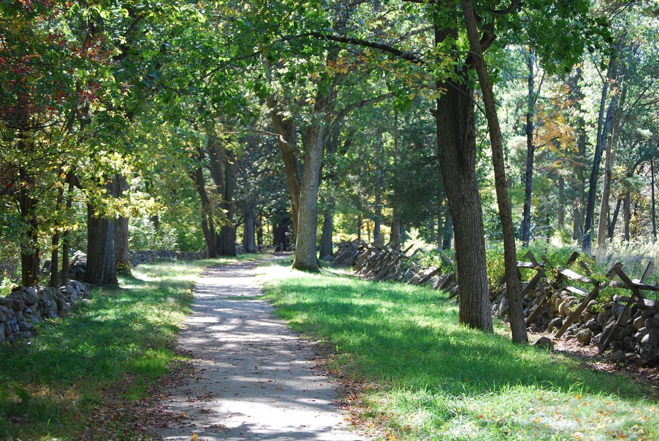 Photo of the forest.