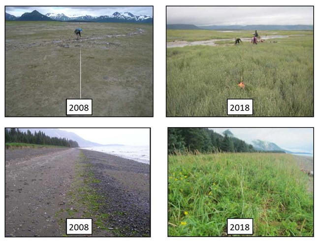 Two pairs of photos taken ten years apart show dramatic increases in vegetation.